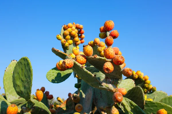 İnciri (Opuntia ficus-indica, olarak da bilinen Hint incir opuntia, Berberi incir, kaktüs armut, omurgasız kaktüs) tatlı turuncu meyveler tunas ile.