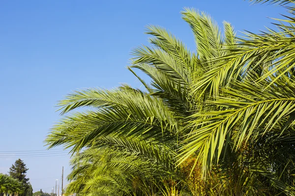 Palmen und blauer Himmel. Tropischer Hintergrund. — Stockfoto