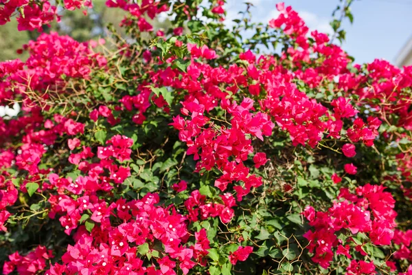 Fiori di Bougainvillea rosa . — Foto Stock