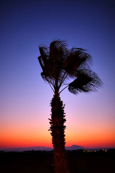 Silhouette de palmier au coucher du soleil, beau ciel et montagne — Photo