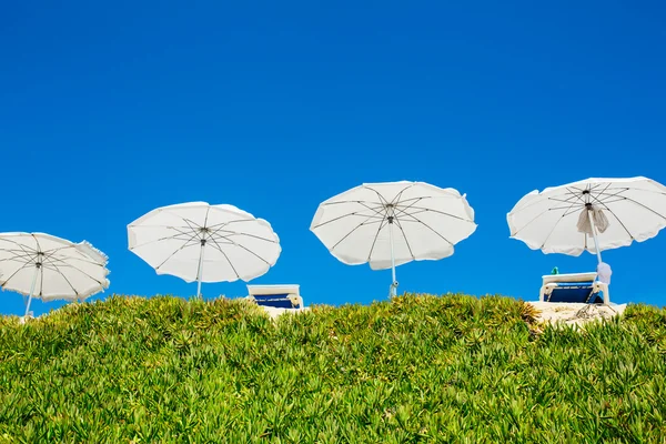 White sun beach umbrellas (parasol) with a clear blue sky and green succulent grass. Resort, relaxation concept.