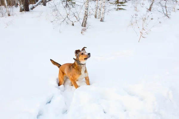 Cute fawn dog for a walk in the snowy winter park — Stock Photo, Image
