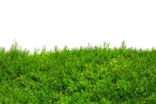 绿色对冲的崖柏树 (柏树、 杜松)。绿色布什对冲上白色文本的空间与孤立。复制空间 — 图库照片