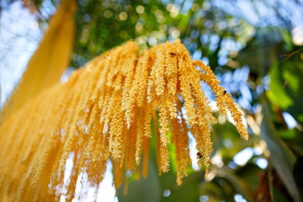 Phoenix roebelenii (Pygmy date palm) yellow bunch of flowers Selective focus.