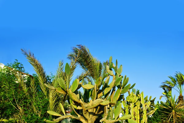 Kaktusfeige (opuntia ficus-indica) im tropischen Garten. — Stockfoto