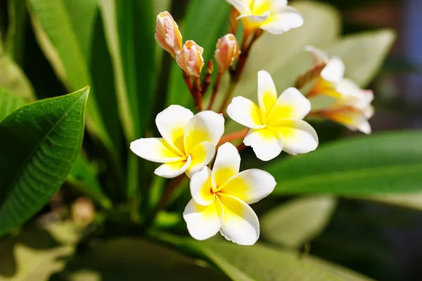 Frumoase flori de plumerie înfloresc în copacul frangipani — Fotografie, imagine de stoc