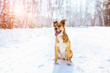 Sevimli köpek kış. Kar üzerinde oturan
