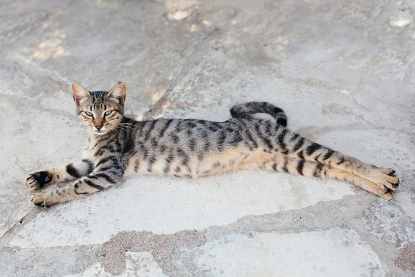 Cinza tabby gato dormindo e alongamento na rua — Fotografia de Stock