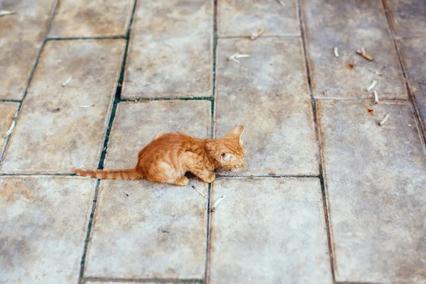 Pequeno gatinho vermelho alimentando. Comida para gato de rua — Fotografia de Stock