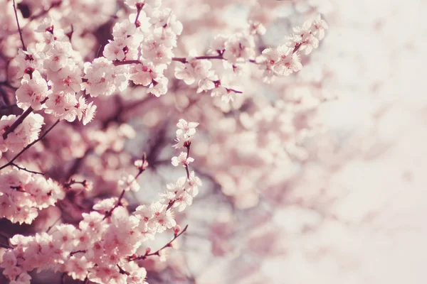 Primavera Flores de cereja, flores cor de rosa. — Fotografia de Stock