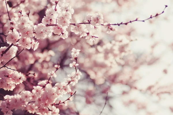 Frühling Kirschblüten, rosa Blüten. — Stockfoto