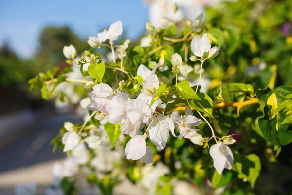 Flores brancas bonitas de Bougainvillea — Fotografia de Stock