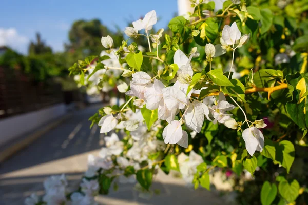 Flores brancas bonitas de Bougainvillea — Fotografia de Stock