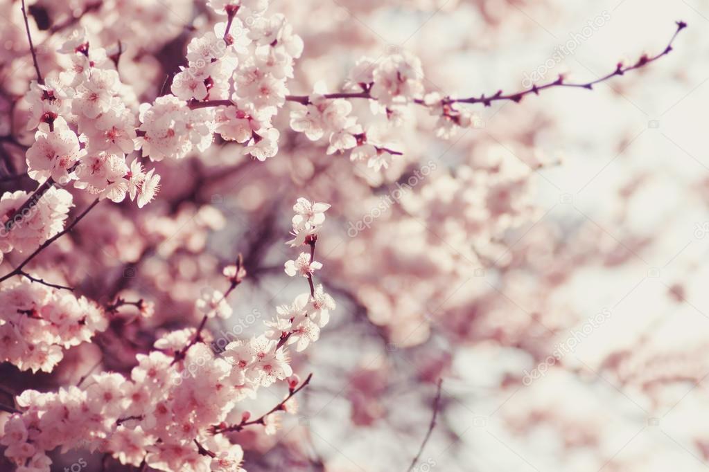 Spring Cherry blossoms, pink flowers.