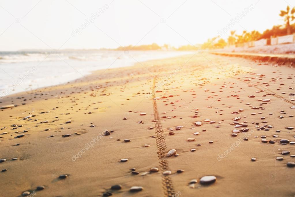Bicycle tyre tracks on a sandy beach at sunset