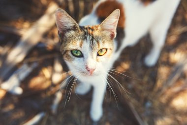 Sokakta evsiz Tortie kedi portre