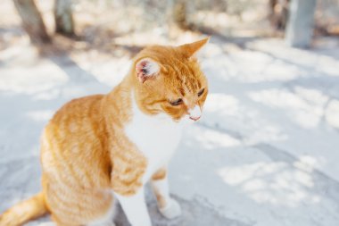 Sokak kedi portre. Kırmızı sevimli şişko kedi.