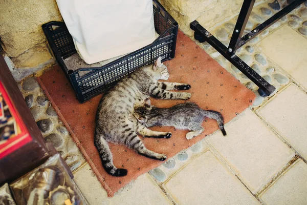 Mutter Katze stillt Kätzchen auf der Straße. — Stockfoto