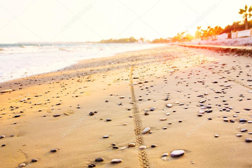 Bicycle tire tracks on sandy sea beach