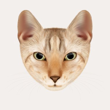 Kedi vektör portresi. Çizilmiş illüstrasyon kırmızı Tabby yavru kedi.