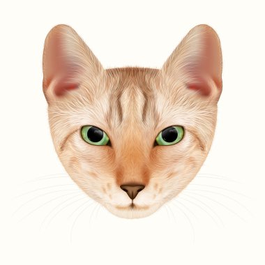 Kedi portre. Vektör çizim çizilmiş.