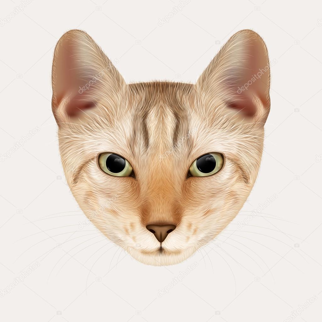 Vector Portrait of Cat. Red Tabby Kitten, Hand-drawn Illustration.