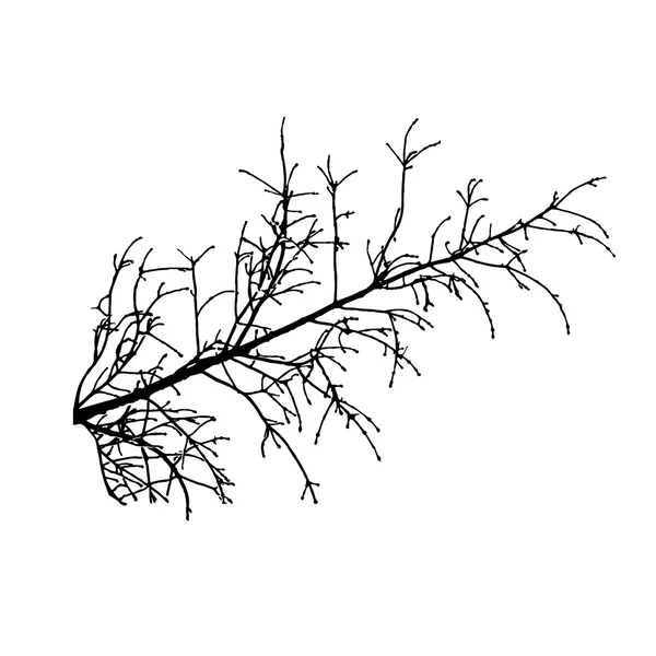 Cabang pohon terisolasi. Ilustrasi vektor . - Stok Vektor
