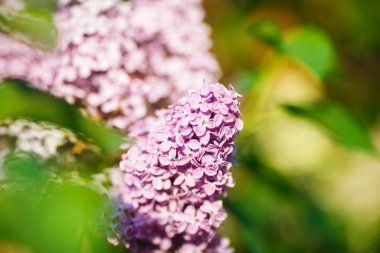 Eflatun çiçek şube