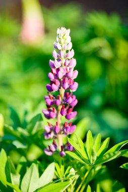 Purple flowers lupins in garden