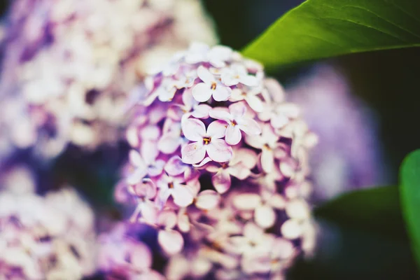 Närbild vackra lila blommor — Stockfoto