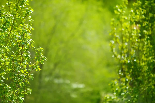 Forest tree. Sunny green nature background, selective focus — Stockfoto