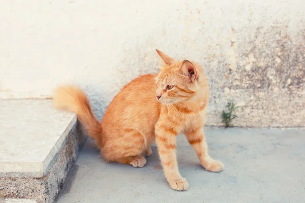 Red cat on street. Cute kitten sitting — ストック写真