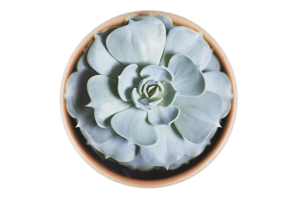 Succulent Echeviria in the round pot. Isolated on white
