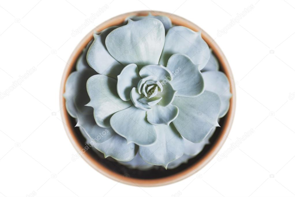 Succulent Echeviria in the round pot. Isolated on white