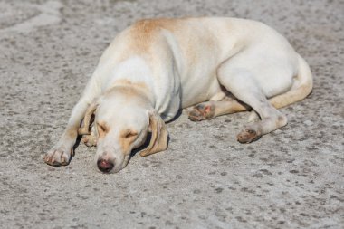 Uyuyan labrador köpek açık