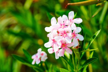Beyaz ve pembe Nerium Oleander çiçek
