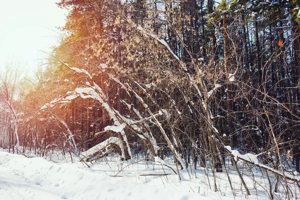 Sunny vintage frosty winter with bush landscape in snowy forest. — Stock Photo, Image