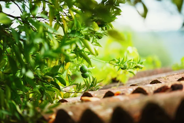 Grön mandarin på en trädgren över röda tegeltak. Typisk Medelhavet scen. — Stockfoto