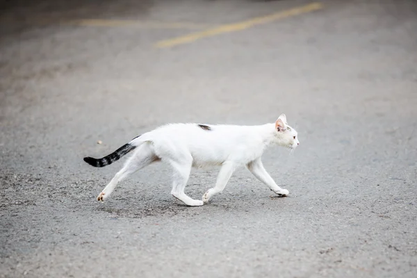 Beyaz kedi kapısı yol. — Stok fotoğraf