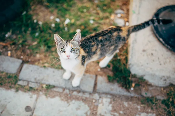 Obdachlose Katzenporträt auf der Straße. Selektiver Fokus. — Stockfoto