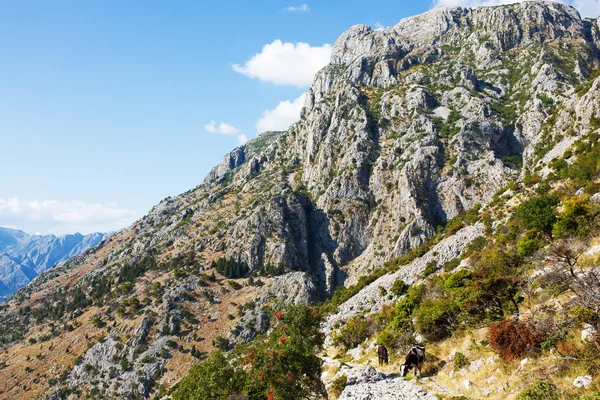 Görünüm Lovchen dağ inek ile. Karadağ.