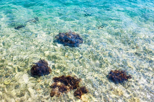 Água transparente azul claro com mexilhões nas rochas . — Fotografia de Stock