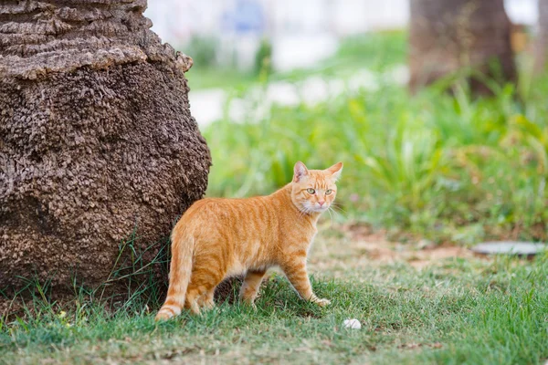 Gato vermelho sentado na grama sob uma palmeira — Fotografia de Stock