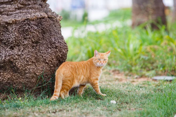 Gato vermelho sentado na grama sob uma palmeira — Fotografia de Stock