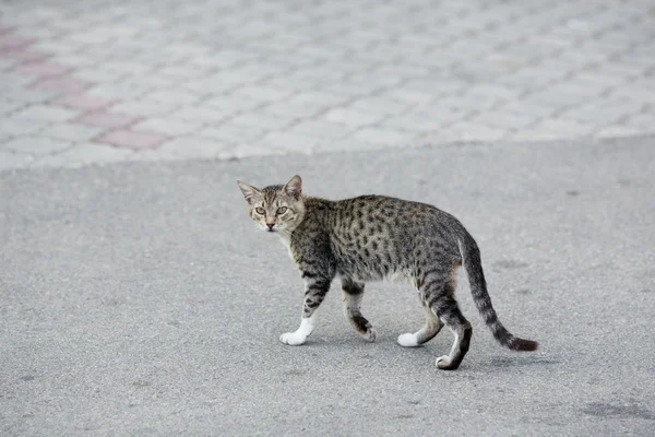 Gato cinzento atravessando a rua da estrada . — Fotografia de Stock