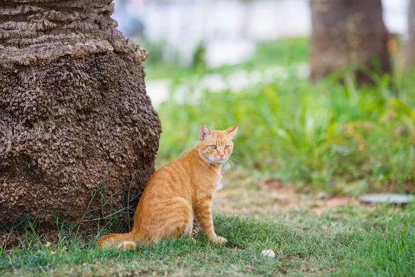 Gato vermelho sentado na grama sob uma palmeira — Fotografia de Stock