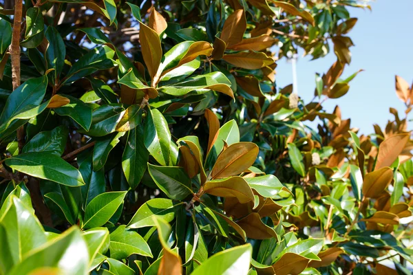Magnolia trädgrenar utan blommor på hösten — Stockfoto
