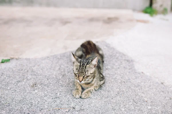 Tabby gato sentado na rua — Fotografia de Stock