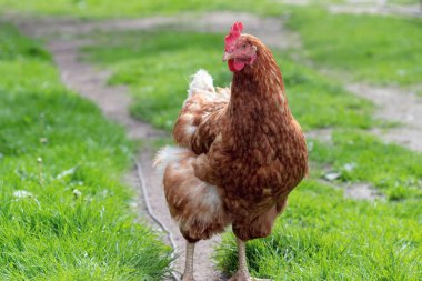 Kırsal kesimde tavuk yakın plan. Tavukların büyümesi. Yumurta üretimi