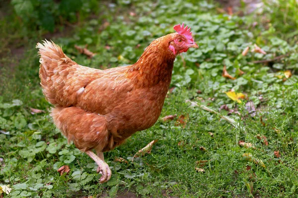 Kırsal kesimde tavuk yakın plan. Tavukların büyümesi. Yumurta üretimi